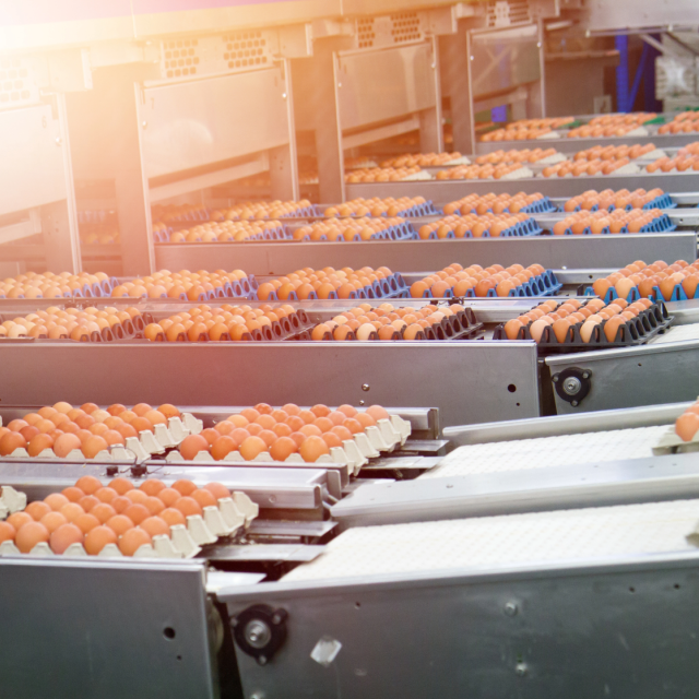 Success Story of Our Egg Production